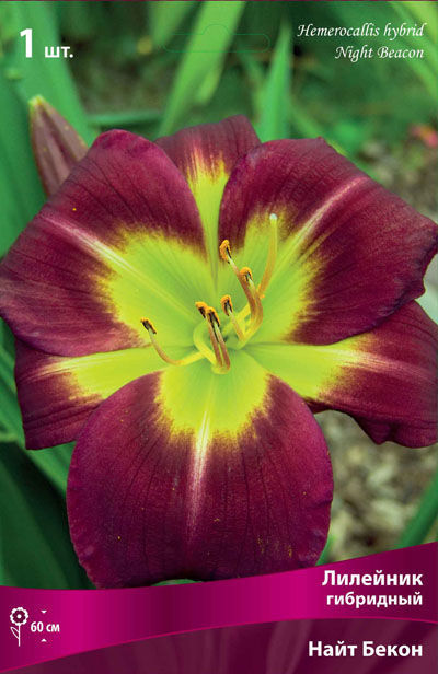 Лилейник гибридный Найт Бекон (насыщенный тёмно-бордовый с зелёным горлом, повторное цветение,1шт,I)