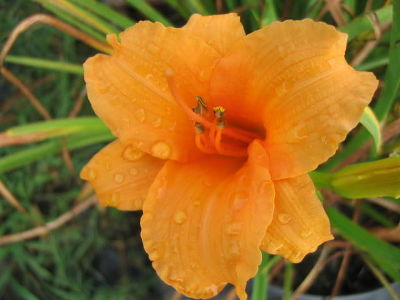 Лилейник гибридный Берти Феррис (оранжевый гофрированный,длительное цветение,ароматный,1шт,I)
