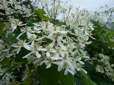Клематис прямой Атропурпуреа (белый,метельчатое соцветие,ароматный,листья с красным оттенком,1шт,I)