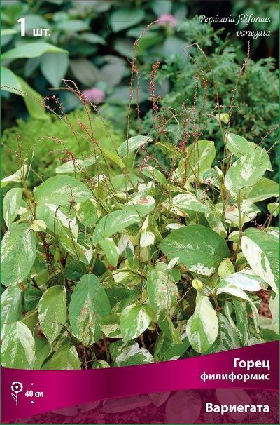 Горец филиформис Вариегата (изумрудно-зелёные листья с белыми вставками, 1шт, I)