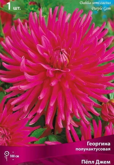 Георгина полукактусовая Пёпл Джем (ярко-розовый, диаметр цветка 15см, 1шт, I)