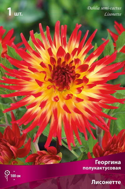 Георгина полукактусовая Лисонетте (красный с жёлтой серединой, диаметр цветка 15см, 1шт, I)