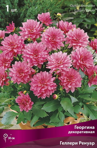 Георгина декоративная Гэллери Ренуар (ярко-розовый, диаметр цветка 15см, 1шт, I)