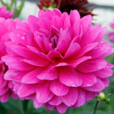 Георгина декоративная Г.Х.Ламмерс (насыщенно-розовый, диаметр цветка 15см, 1шт, I)