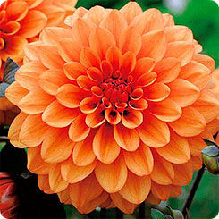 Георгина декоративная Давид Ховард (ярко-оранжевый, диаметр цветка 10см, 1шт, I)