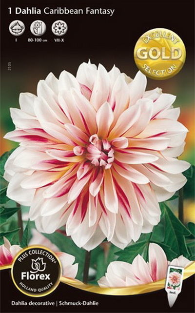 Георгина Декоративная Карибиан Фэнтэзи (Диаметр цветка 13-15 см. На одном кусте могут цвести одновременно разные цветки белых, желтых, розовых, кремовых и красных тонов 1 шт)