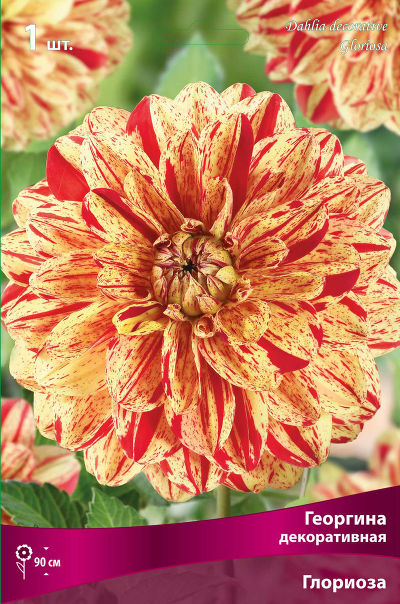 Георгина декоративная Глориоза (жёлтый с красным штрихом, диаметр цветка 17см, 1шт, I)