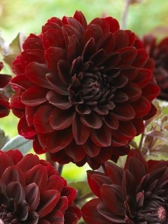 Георгина декоративная Карма Чок (темно-бордовый в центре практически черный, диаметр цветка 15 см,1 шт, I)
