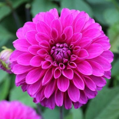 Георгина декоративная Картуш (лилово-фиолетовый, диаметр цветка 10см, 1шт, I)
