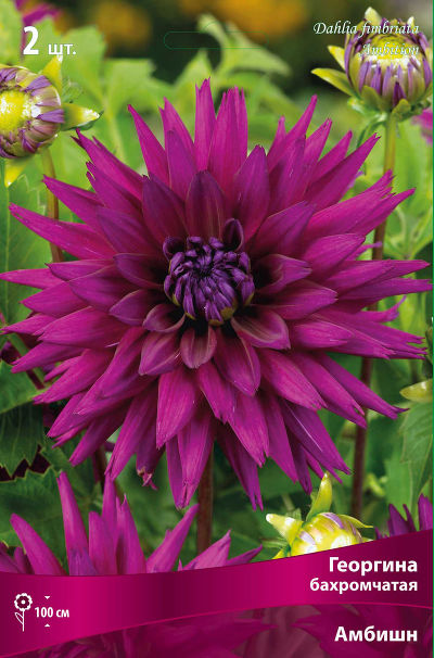 Георгина бахромчатая Амбишн (пурпурный, диаметр цветка 11см, 1шт, I)