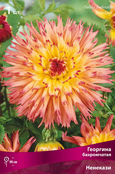 Георгина бахромчатая Ненекази (жёлтый с розовыми кончиками, диаметр цветка 17см, 1шт, I)
