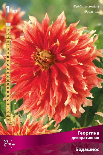 Георгина декоративная Бодейшс (красно-оранжевый с жёлтыми кончиками, диаметр цветка 20-25см,1шт, I)