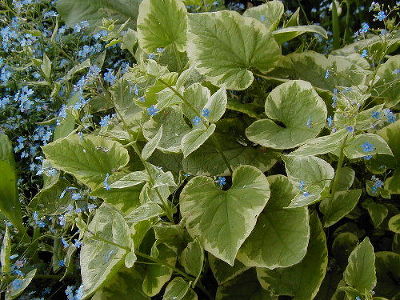 Бруннера крупнолистная Хадспен Крим (голубой, лист с кремово-белой окантовкой,1шт, I)