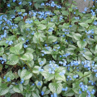 Бруннера крупнолистная (темно-голубой с белым пятном в центре, листья зеленые,1шт,I)