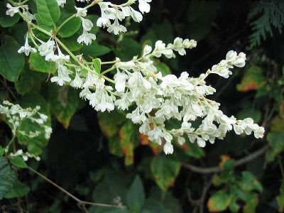 Горец Ауберта (цветки зеленовато-белые, лиана до 20м)