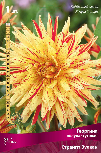 Георгина полукактусовая Страйпт Вулкан (жёлтый с красным штрихом, диаметр цветка 22см, 1шт, I)