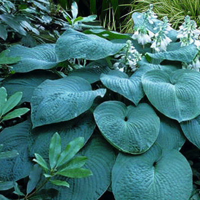 Хоста гибридная Брессингем Блу (листья складчатые,зелёно-голубые,средняя, 1шт, I)