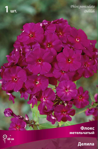 Флокс метельчатый Далила (пурпурный,соцветие плотное,куст компактный,1шт, I)