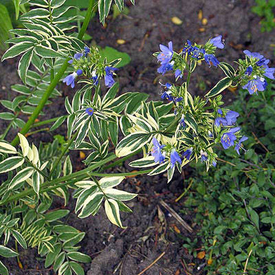 Синюха голубая Бриз д'Анжу (синий, листва пёстрая, 1шт, I)