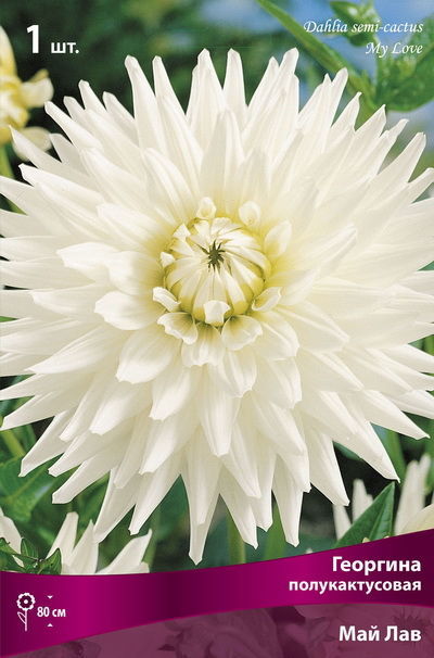 Георгина полукактусовая Май Лав (белый, диаметр цветка 15см, 1шт, I)