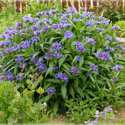 Василёк горный (голубой, цветение обильное, 3шт, I)