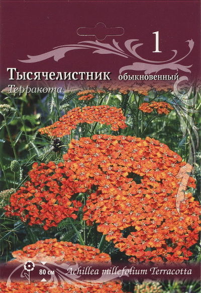 Тысячелистник обыкновенный Терракота (коричнево-оранжевый, 1шт, I)
