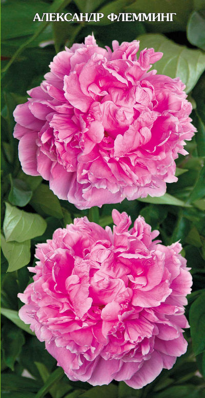 Пион травянистый Александр Флеминг (розовый, розовидный, средний, для срезки, 1 шт, 2-3)