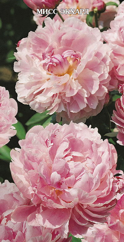 Пион травянистый Мисс Экхарт (махровый,розовый, в центре золот.тычинки, диам.20,ароматный, 1шт, 2-3)