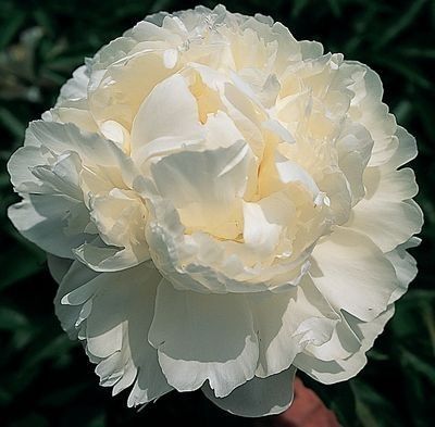 Пион травянистый Мун овер Баррингтон (САМЫЙ КРУПНЫЙ БЕЛЫЙ ПИОН! махровый, диаметр цветка 20 см., может вырасти до 1,5м.,среднепоздний. 1 шт, 2-3)