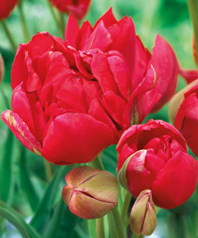 Тюльпан многоцветковый Эстетик (махровый, кармино-красный, одновременно цветет до 5-ти бутонов) 10 шт