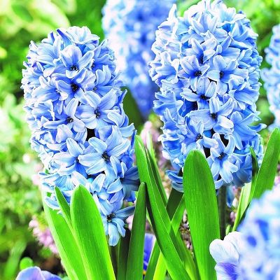 Гиацинт садовый Аква (ярко-голубой с белыми переливами, 3шт)