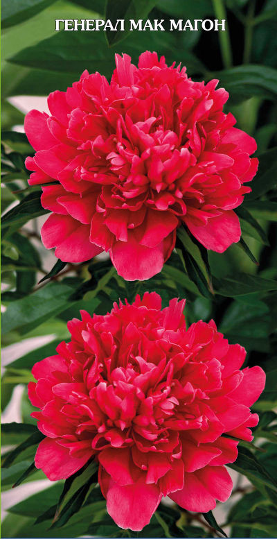 Пион травянистый Генерал Мак-Магон (Срок цветения средний. Малиново-красный, яркий, крупный, до 18 см. Аромат нежный. Цветы махровые и полумахровые,1шт,2-3)