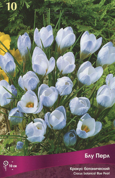 Крокус Ботанический Блу Перл (белый, снаружи сиреневый) 10 шт
