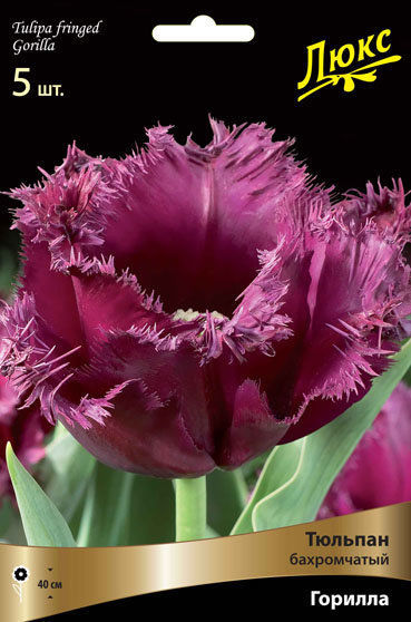 Тюльпан бахромчатый Горилла (пурпурный) 10 шт