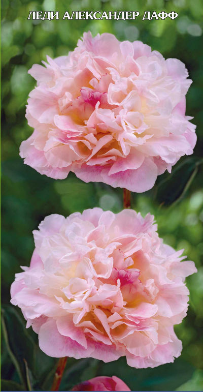 Пион травянистый Леди Александра Дафф (светло-розовый.,махровый,диам.15см,средний, 1шт, 2-3)