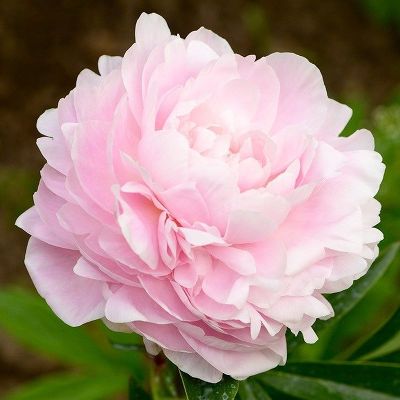 Пион травянистый Миссис Франклин Д. Рузвельт ( махровый, розовый тон внешних лепестков переходит в кремово-белый центр,ранний-среднеранний, 1шт, 2-3)