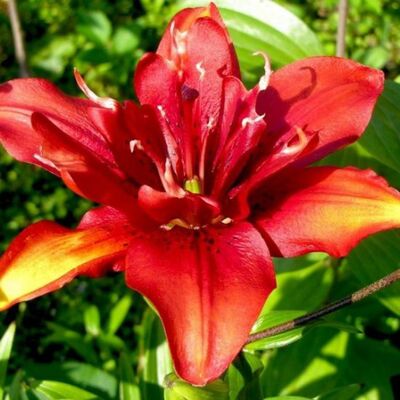 Лилия азиатская махровая Коктейль Твинс (красный, диаметр цветка 16 см, 2шт)
