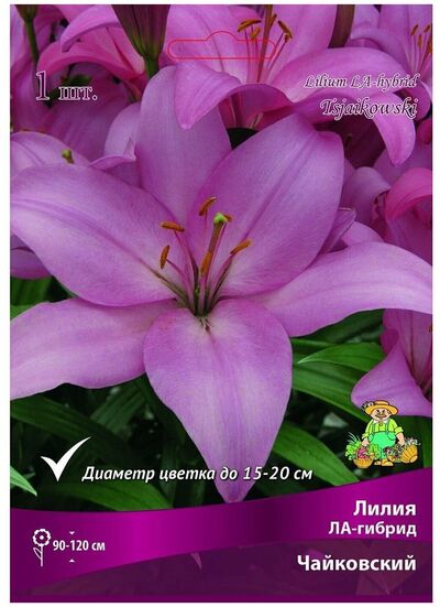 Лилия Ла-гибрид Чайковский (КРУПНЫЙ, нежно-розовый, диаметр цветка до 20 см, 2шт)