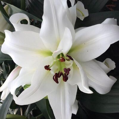 Лилия От-гибрид Уайт Айз (КРУПНЫЙ, махровый белый цветок с чуть зеленоватым центром и темными пыльниками, диаметр цветка 25 см, 1шт)