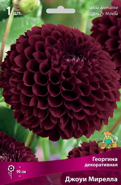 Георгина шаровидная Джоуи Мирелла (насыщенно-бордовый, очень темный, диаметр цветка 9 см, идет на срезку, 1шт)