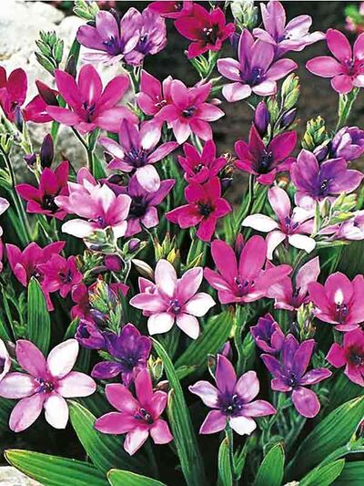 Бабиана прямая Смесь окрасок (звёздчатые цветы пурпурных, фиолетовых, лиловых оттенков с приятным нежным ароматом, обильное цветение, 10шт)