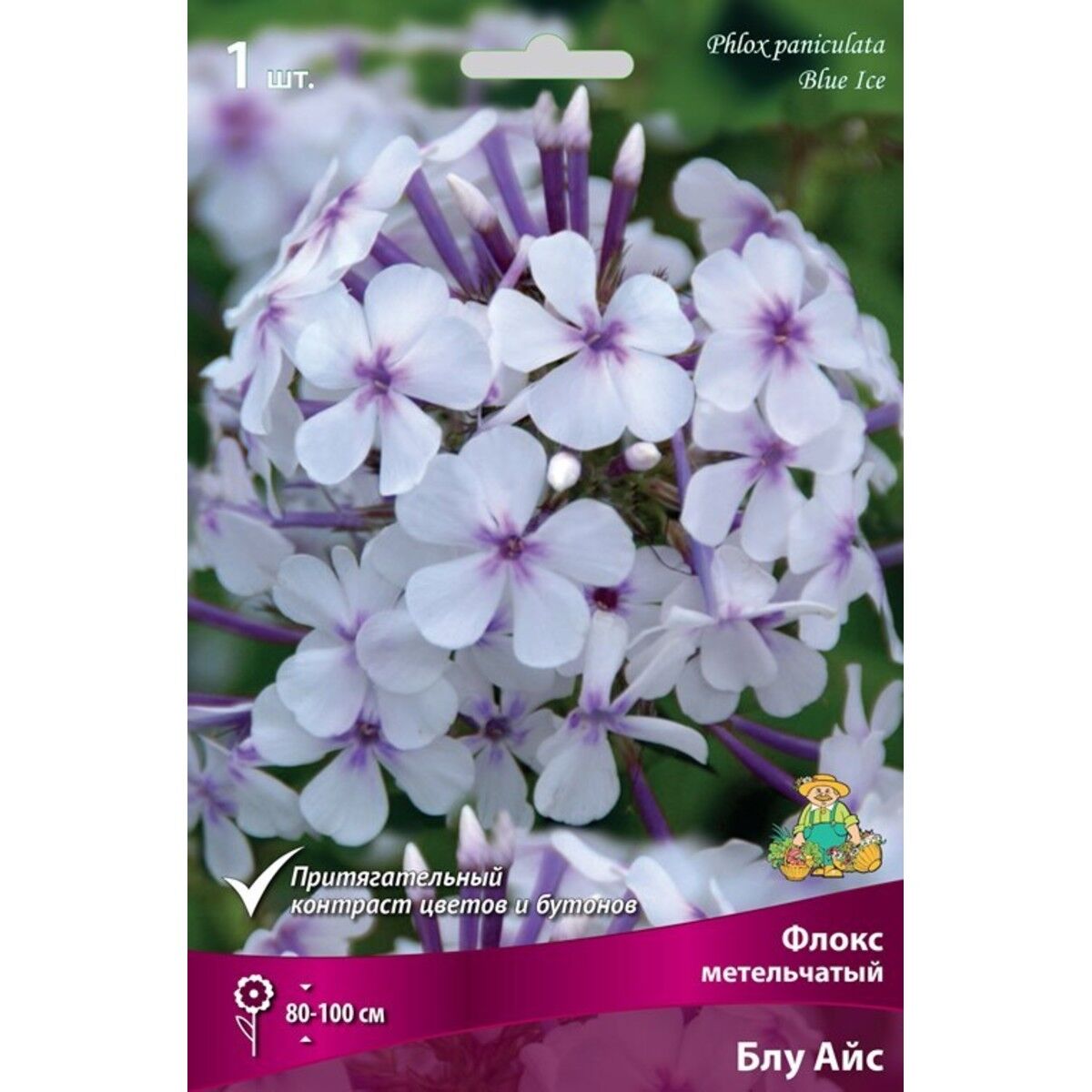 Флокс (Phlox) Blue Ice