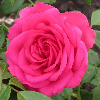 Роза чайно-гибридная Виен Роуз (малиновый, 1шт)