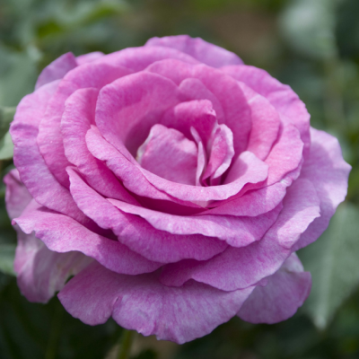 Роза чайно-гибридная Виолет Парфюм (лилово-розовый. 1шт)