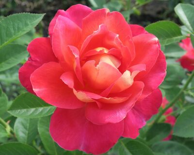 Роза парковая Декор Арлекин (малиново-розовый, наружняя сторона лепестка бледно-желтая, 1шт)