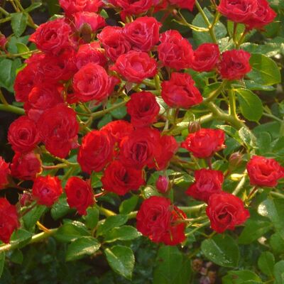 Роза почвопокровная Скарлет Мейяндекор (ярко-красные. 1шт)