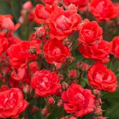 Роза миниатюрная Беби Баккара (красный, 1шт)