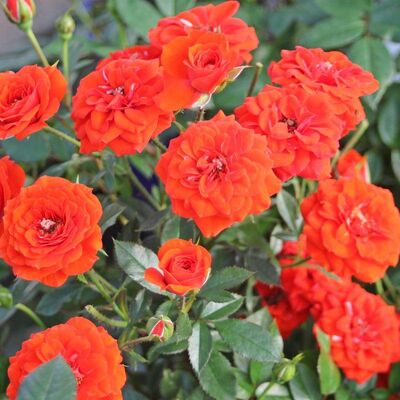 Роза миниатюрная Ориндж Бэбифлор (ярко-оранжевый, 1шт)