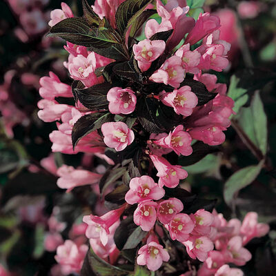 Вейгела цветущая Фолис Пурпуреус (цветки розовые, лист красно-зеленый)