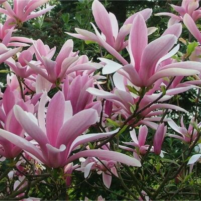Магнолия гибридная Джордж Генри Керн (цветки пурпурно-красные снаружи и белые с розовым оттенком внутри)